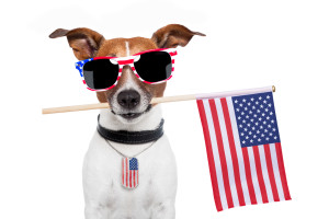 American dog with usa flag and shades