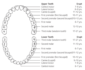 What’s Coming in When? A Tooth Eruption Guide. - Parkview Dental