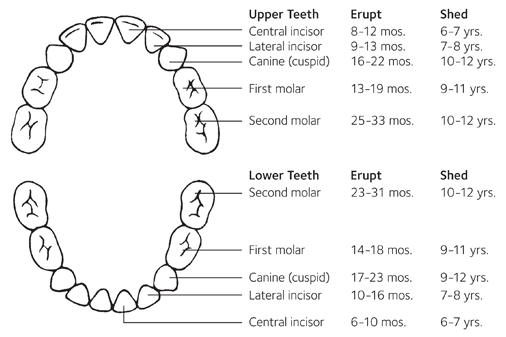 Tooth Eruption Chart