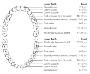 Tooth Eruption Chart - Parkview Dental